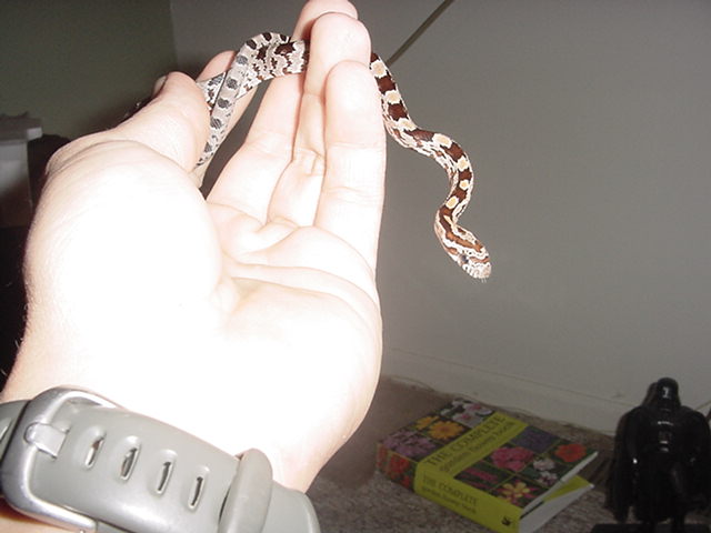 Hatchling Red Chicken