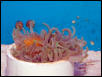 Saltwater - Austin Aquariums
