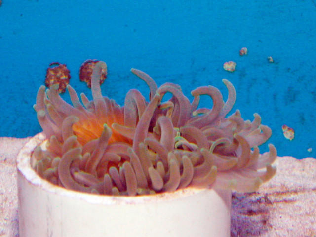 Saltwater - Austin Aquariums