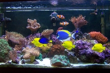 saltwater tank