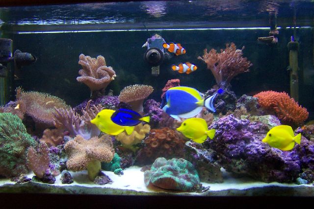 saltwater tank