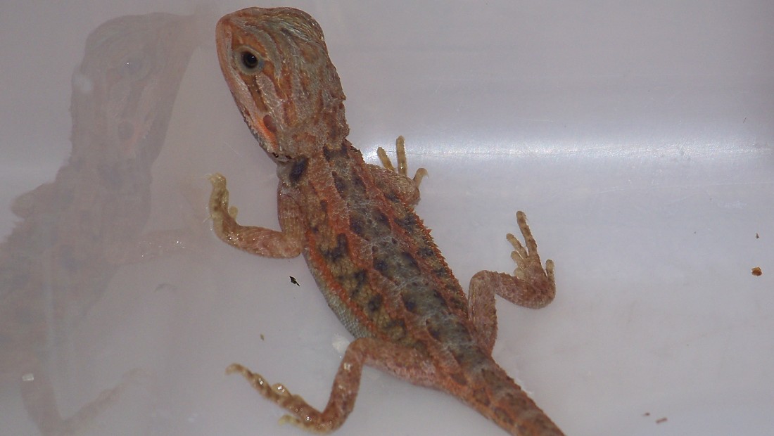 SUPER HYPO TRANSLUCENT 1 day old