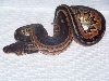 cinny female 003