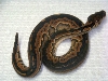 cinny female 2