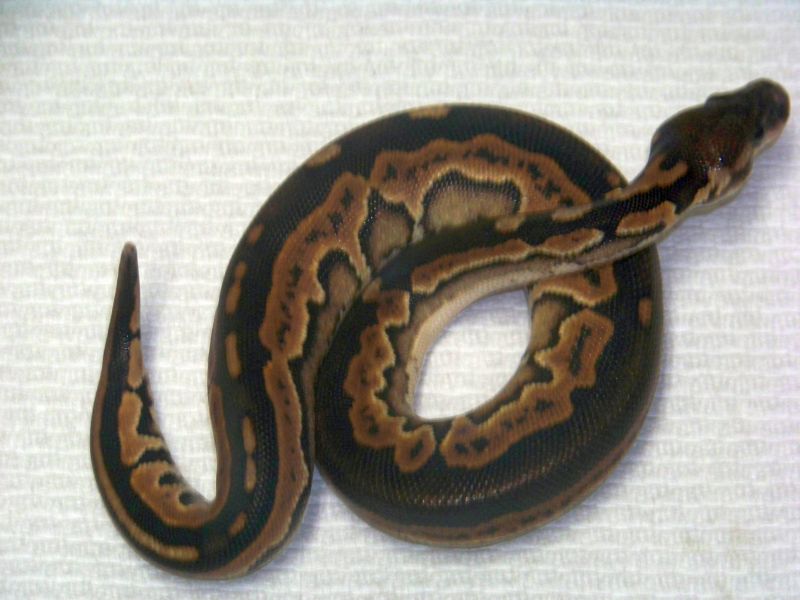 cinny female 2