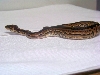 cinny female 3