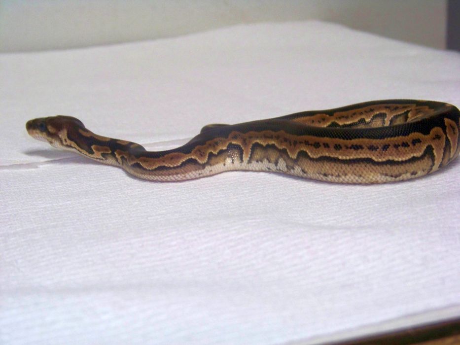 cinny female 3