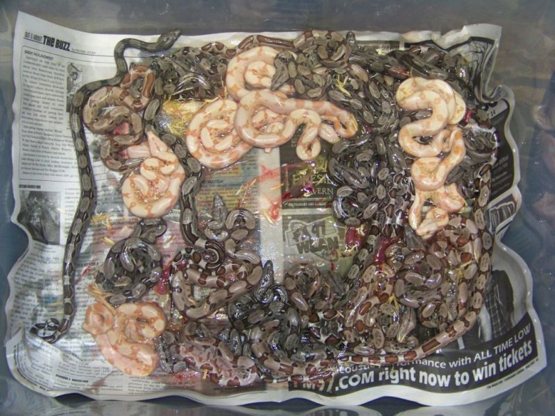 Baby Boas