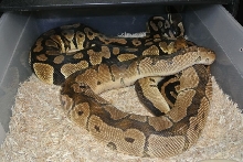 Clown male....Pastel female