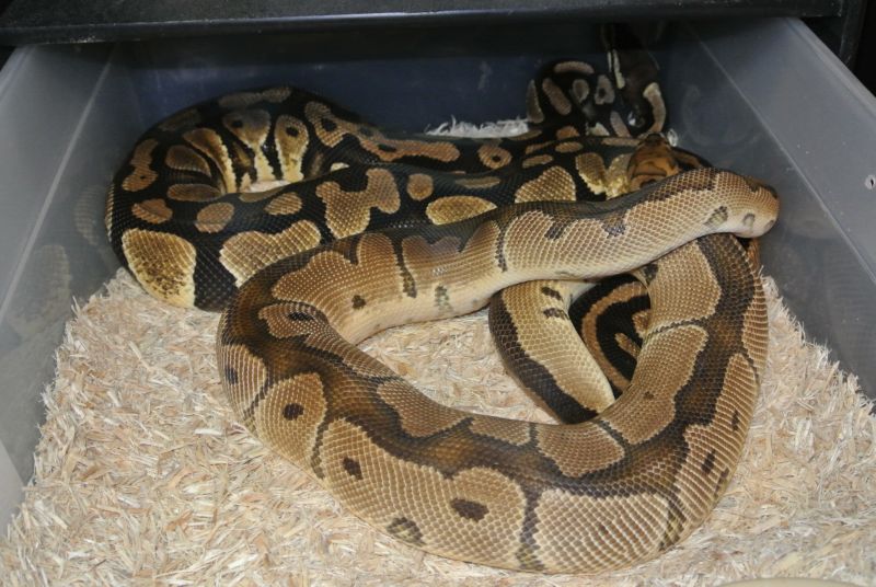 Clown male....Pastel female