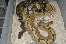 Calico male...Spider female