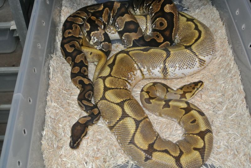 Calico male...Spider female
