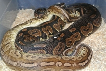 Pewter male....Cinny female