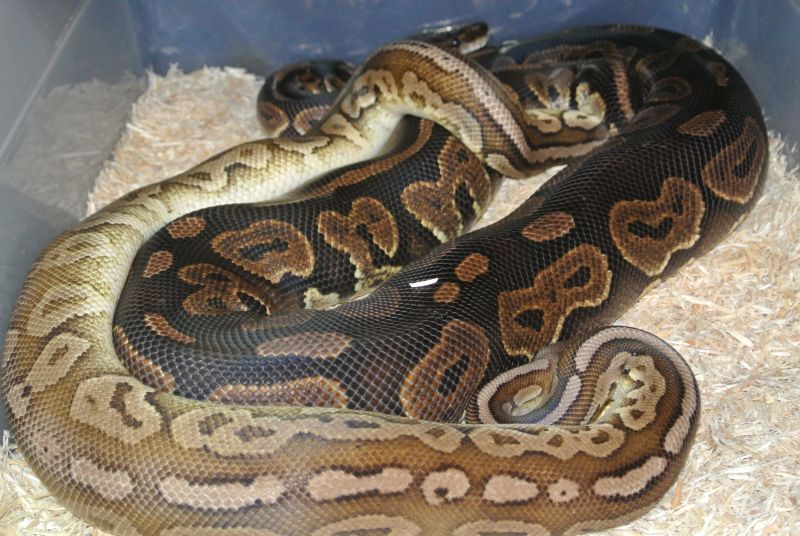 Pewter male....Cinny female