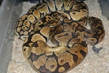 Enchi male....Pastel female