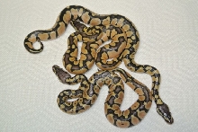 Genetic Black Back Pastel Enchi