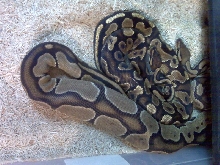 Yellow Belly male