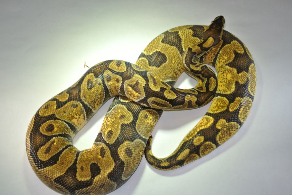 Pastel Enchi female