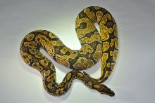 Pastel Enchi female 2