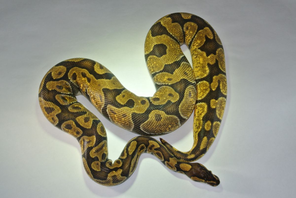 Pastel Enchi female 2