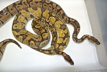 Enchi dad Pastel Enchi Daughter1