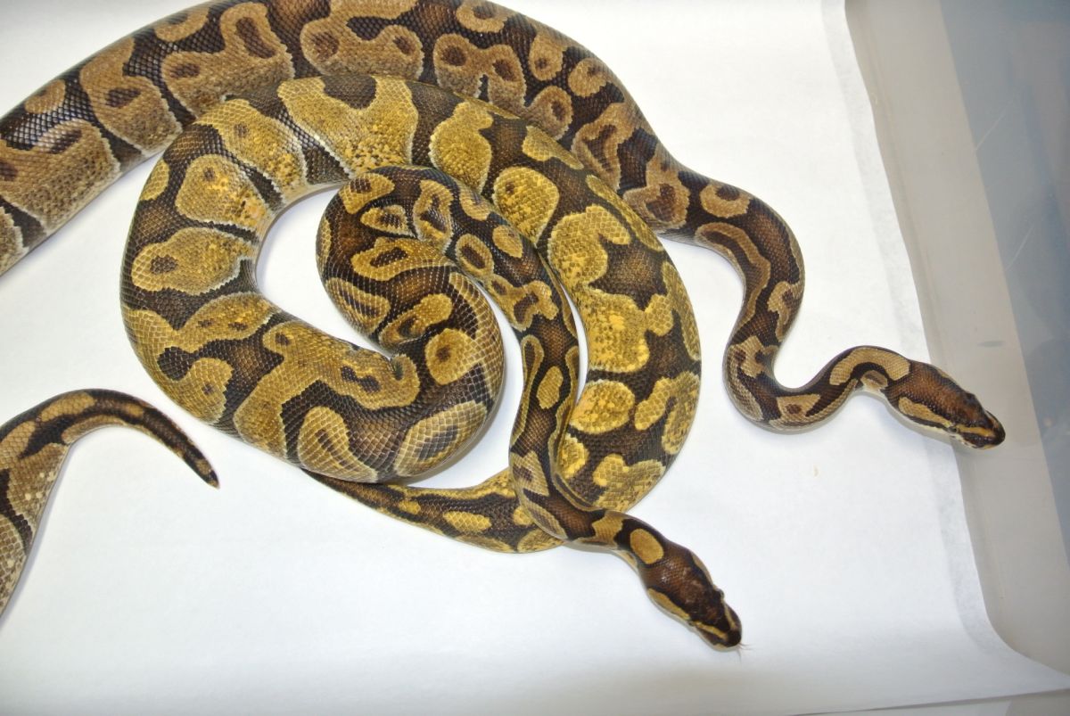 Enchi dad Pastel Enchi Daughter1