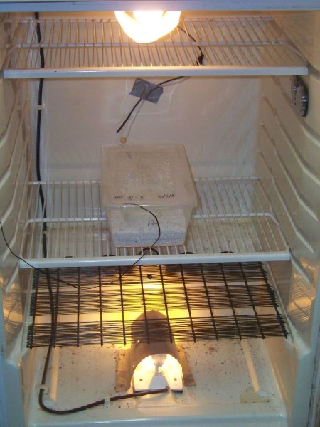 incubator 3