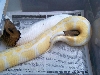Albino X Pied Breeding