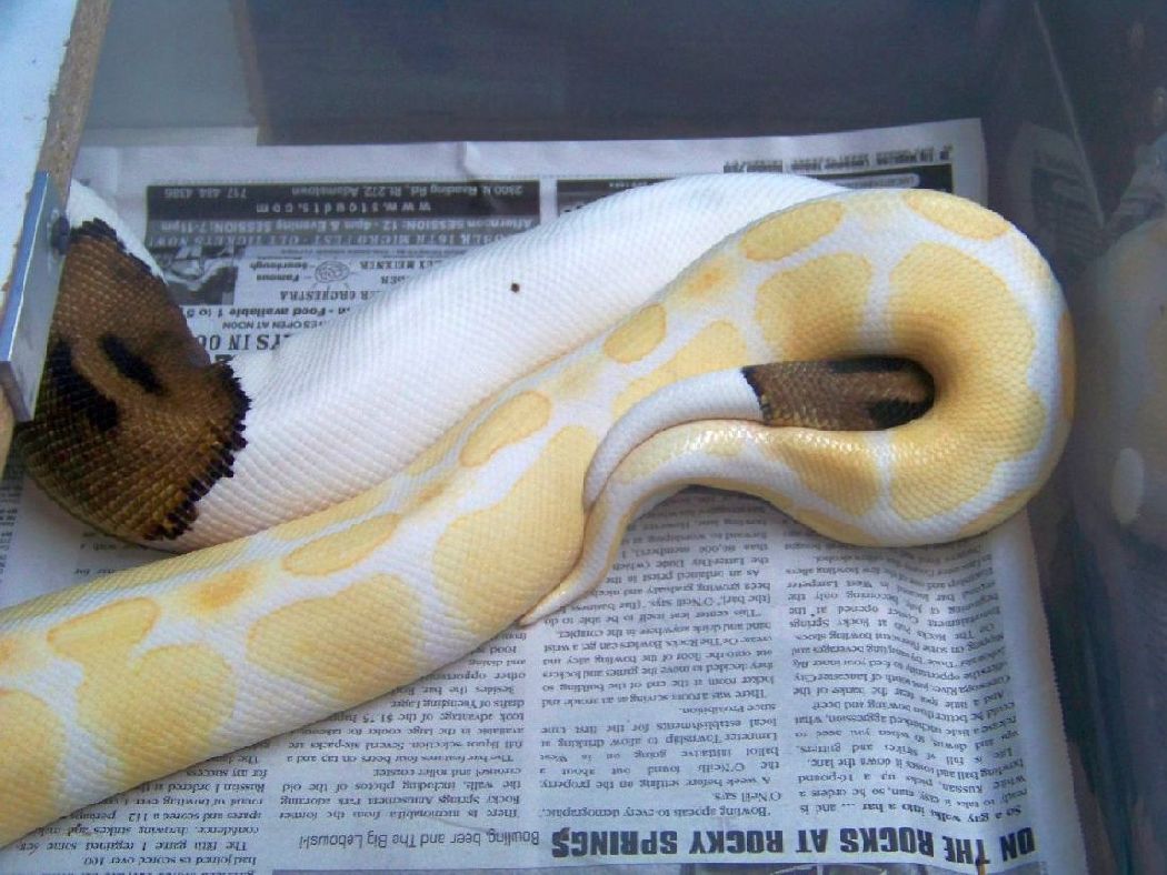 Albino X Pied Breeding
