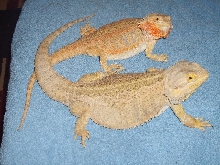 22"  906 Gram F & 18" 478 Gram F