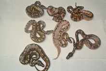 CLUTCH 5 SPIDER CALICO