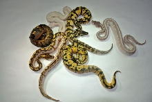 Hold backs 2012