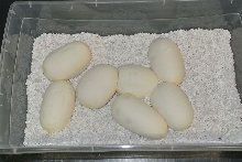 Pastel Enchi eggs