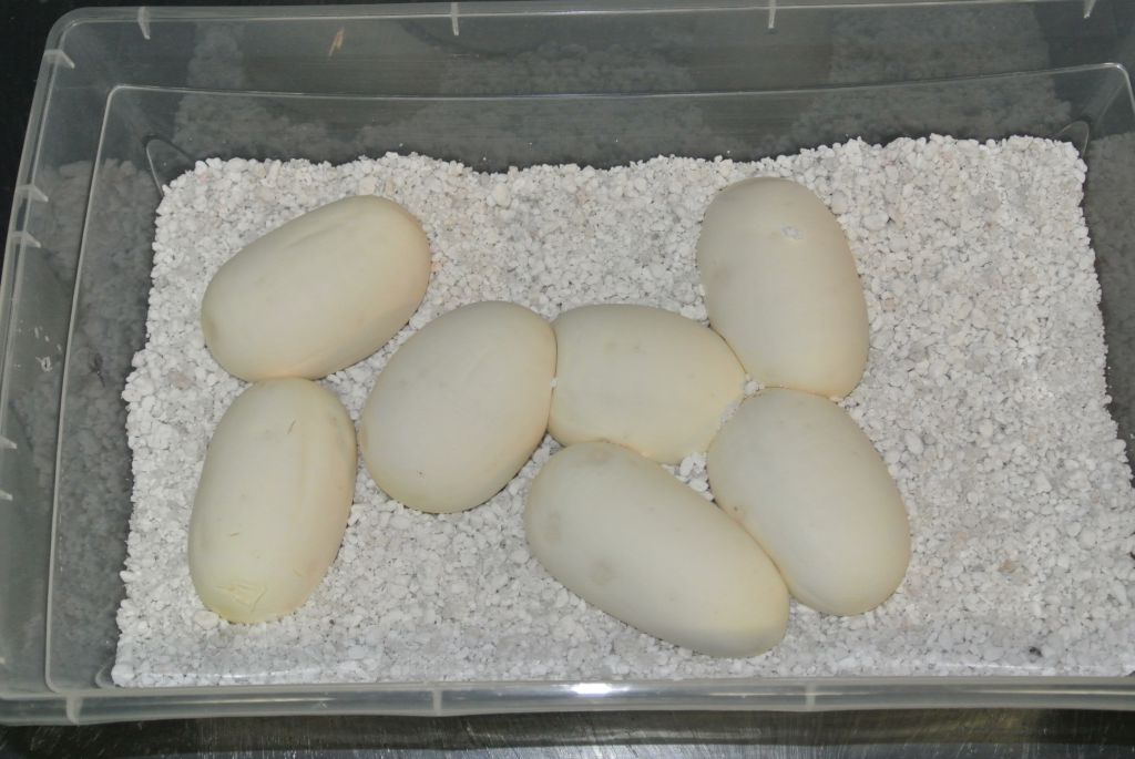 Pastel Enchi eggs