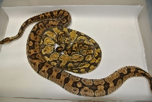 Enchi dad Pastel Enchi Daughter