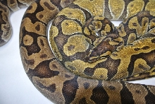 Pastel Enchi and Enchi