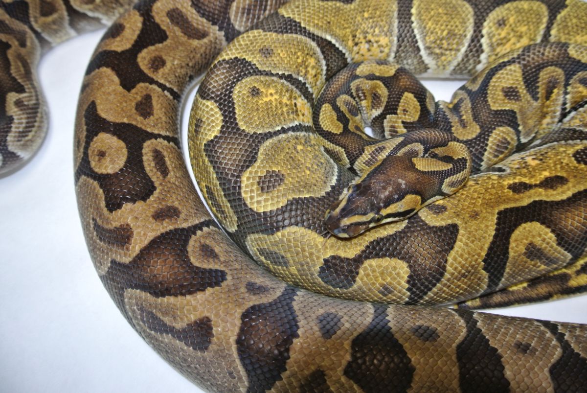 Pastel Enchi and Enchi