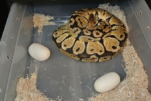 Pastel on eggs