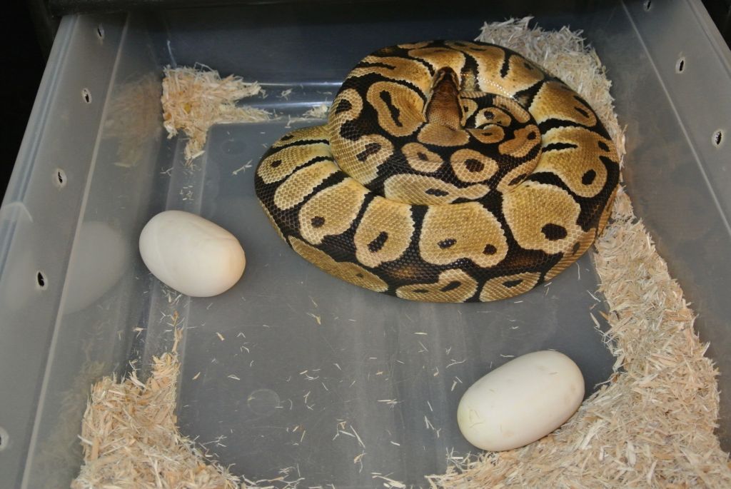 Pastel on eggs