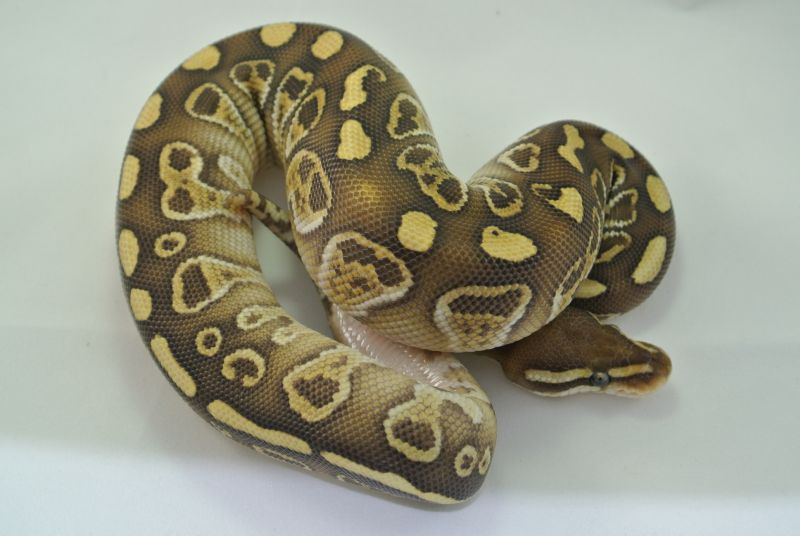 lesser sable