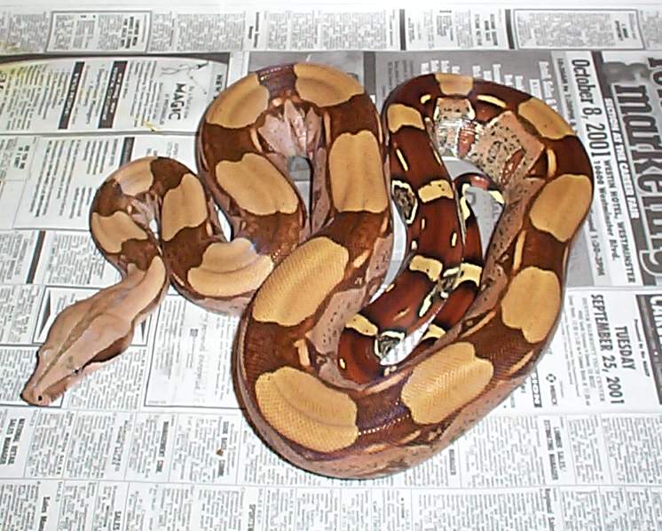 99 Guyana Male