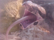 red tail boa