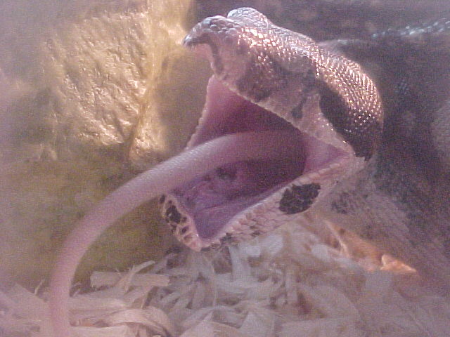 red tail boa