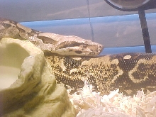 red tail boa