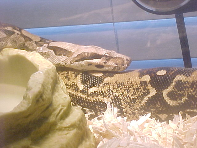 red tail boa