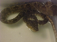 amazon tree boa