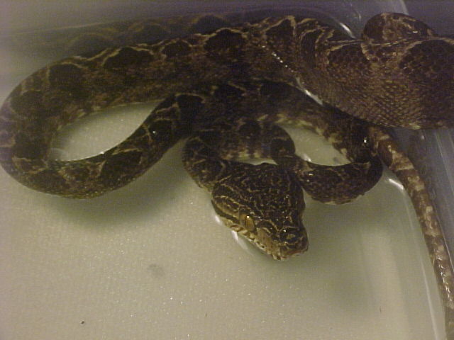 amazon tree boa