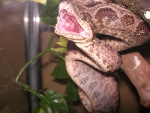ATB yawning