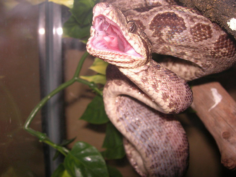 ATB yawning