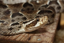0.1 Bothrops barnetti